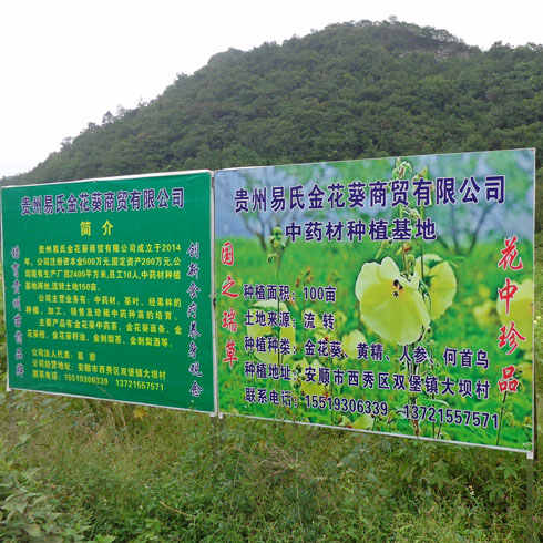 易金香金花葵種植基地