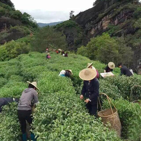 賽杯香茶園